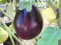 Aubergines