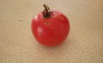 Tomates